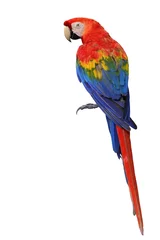 Stoff pro Meter Scharlachroter Ara-Papageienvogel, der Rückenfedern von Kopf bis Schwanz zeigt, isoliert auf weißem Hintergrund (Ara macao) © prin79