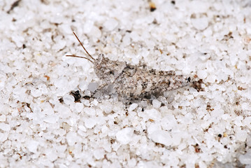 Grilo branco (inseto) | White cricket