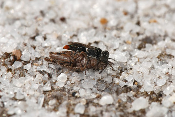 Vespa-caçadora (Hymenoptera) | Wasp-hunter