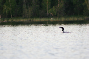 Loon on Lake in Northern Canada
