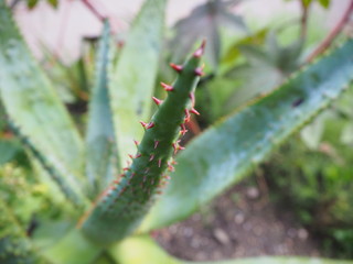 Aloe Vera Pflanze Nahaufnahme einer Spitze mit Dornen, botanischer Garten Köln