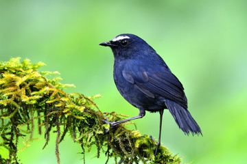 White-browed Shortwing (Brachypteryx montana) beautiful dark blue bird with white eye brow perching on mossy branch over blur green background, exotic nature