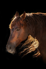 Obraz premium Red horse portrait with long mane in sunlight on black background