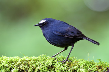 White-browed Shortwing (Brachypteryx montana) lovelyl dark blue bird perching on mossy ground over blur green background in nature, exotic nature