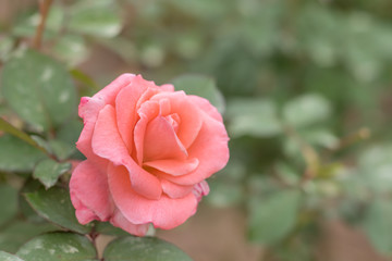 Sonia; Hybrid Tea Rose, Pink Rose Made by Meilland in France, 1974
