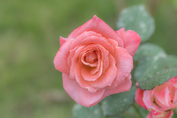 Sonia; Hybrid Tea Rose, Pink Rose Made by Meilland in France, 1974