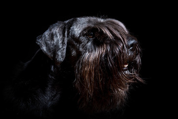 portrait of a black standard schnauzer with black background