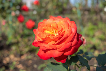 Fruite; Floribunda Rose, Orange Rose Made by Meilland in France, 1985