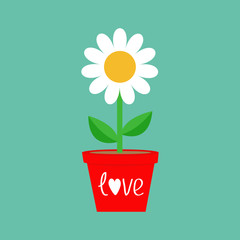 Daisy in red pot. Camomile icon. White chamomile. Cute flower plant collection. Growing concept. Flat design. Green background. Isolated. Love card.