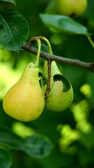 Pears