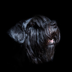 portrait of a black standard schnauzer with black background