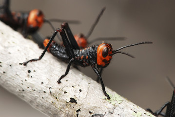 Gafanhoto-soldado (Chromacris speciosa) | Grasshopper