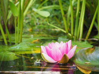 Frosch im Teich mit Seerose pink, botanischer Garten Köln © Nancy