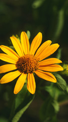yellow flower. rudbeckia