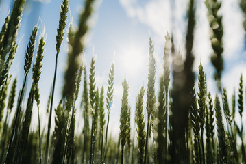 Fototapeta premium Field, sunshine, Finland