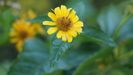 Rudbeckia. plant. nature. Wet flower. after the rain. On a flower garden background