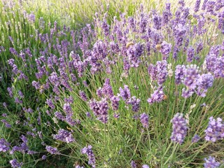 Lavanda