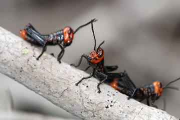 Gafanhoto-soldado (Chromacris speciosa) | Grasshopper