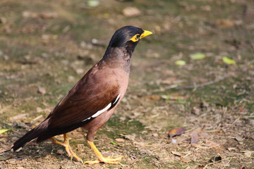 myna bird close up