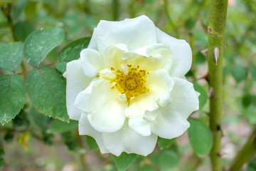 White Christmas; Hybrid Tea Rose, White Rose Made by Howard & Smith in USA, 1953