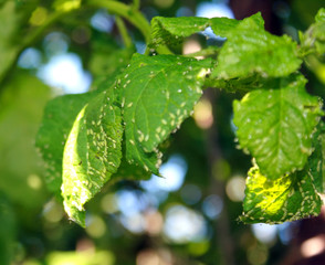 Cherry leaves affected by aphids. Insect pests on the plant