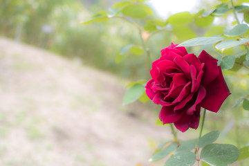 Oklahoma; Hybrid Tea Rose, Red Rose Made by Swim & Weeks in USA, 1964
