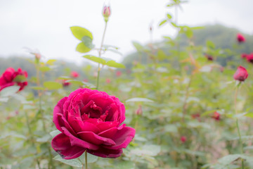 Oklahoma; Hybrid Tea Rose, Red Rose Made by Swim & Weeks in USA, 1964