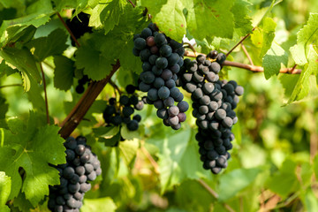 Grapes