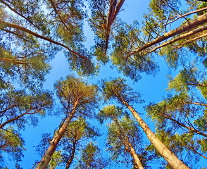 Pine-trees 
