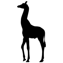 black silhouette of a giraffe. isolated vector illustration