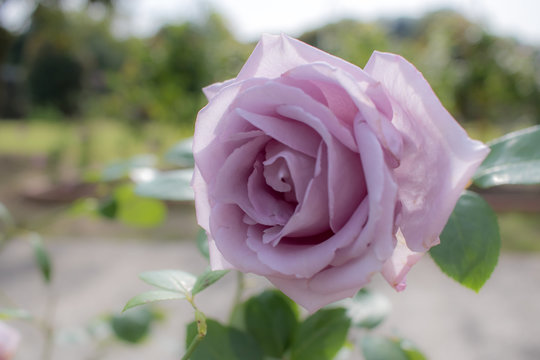 Blue Moon; Hybrid Tea Rose, Violet Rose Made by Tantau in Germany, 1965