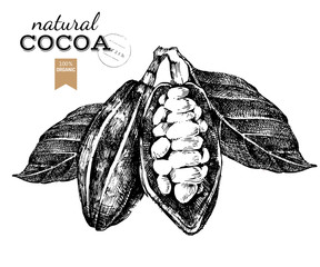 Hand drawn cocoa beans in vintage style