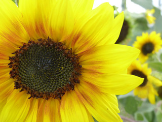 Blooming Sunflower in Garden