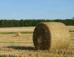 Hay Straw Bales on the Stubble Field, Blue Sky and Forest Background