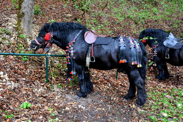 Horse resting. Road to the winter and touristic station Poiana Brasov, 12 km from Brasov, a town...