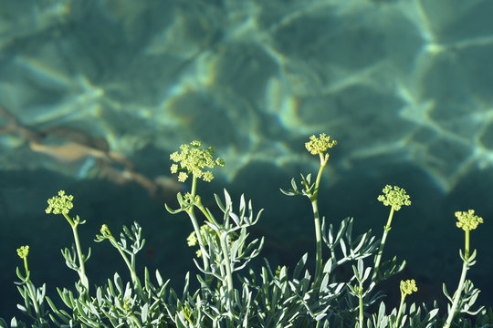 Fototapeta Sea fennel flowers