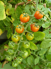 Close Up or Red Currant Tomato Fruits on the Plant