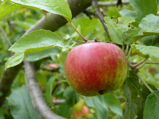 Close Up of Green and Red Apple Hanging on Tree