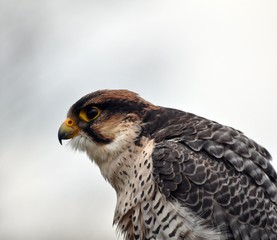 Lannerfalke