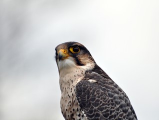 Lannerfalke