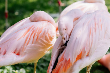 Greater flamingo balancing on one leg while preening.