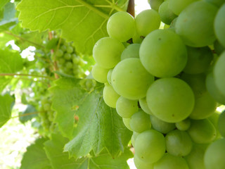 Close Up of Ripe Grape Cluster on Vine