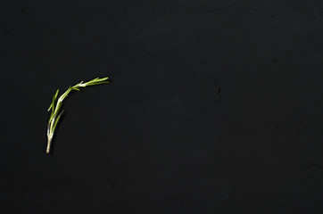 Fototapeta na wymiar Fresh rosemary herbs isolated on black background. Culinary healthy aromatic herbs