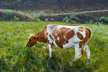 Fototapeta na wymiar Amazing beautiful brown cow with spots grazes on a meadow against the backdrop of the mountain and herd. Close-up