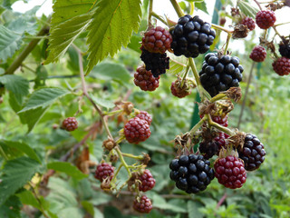 Macro Close Up of Garden Blackberry Fruit on Green Background