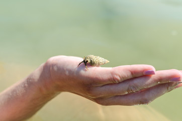 Hermit hidden in shell