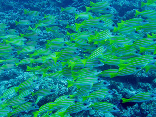 Fototapeta na wymiar Fischschwarm beim Tauchen auf den Malediven