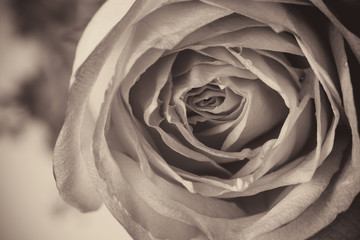 Fototapeta premium Zamyka up piękny róża kwiatu tło
