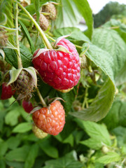 Close Up Macro of Red Raspberry Fruit Bush