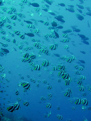 Wimpelfisch auf den Malediven